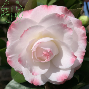 葛蕾丝茶花又名六角奥伯顿粉白系非常漂亮珍贵品种山茶苗庭院绿植