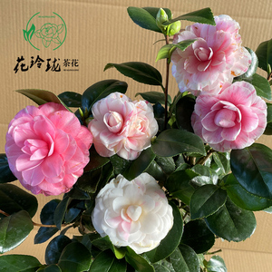 七仙女茶花又名大五宝一花多色品种山茶传统老品种年宵花卉带花苞