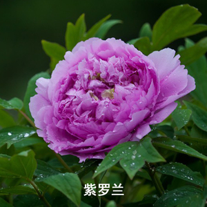 紫罗兰牡丹正宗菏泽观赏重瓣牡丹花苗地栽盆栽牡丹花益美恩旗舰店