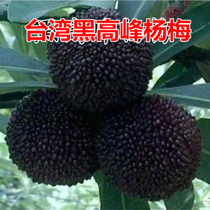 台湾黑高峰杨梅苗 比东魁杨梅早熟的杨梅 嫁接大果黑杨梅当年结果