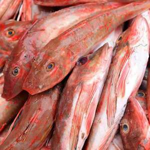 10斤装新货东海红头鱼新鲜红娘子鱼深海鱼冷冻海鲜水产品