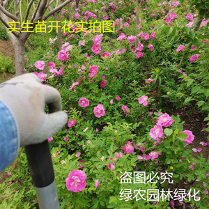 山东平阴紫枝玫瑰四季玫瑰实生扦插苗红杆玫瑰围栏工程绿化包品种