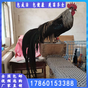 长尾鸡小鸡仔出售观赏鸡活鸡成年三彩长尾鸡纯正日本长尾鸡孵化蛋