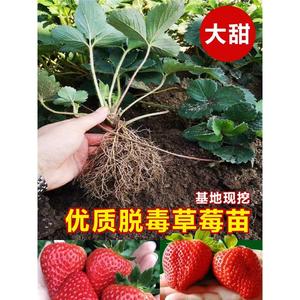草莓苗四季盆栽食用家种树苗红颜奶油草莓种苗秧盆栽阳台种植