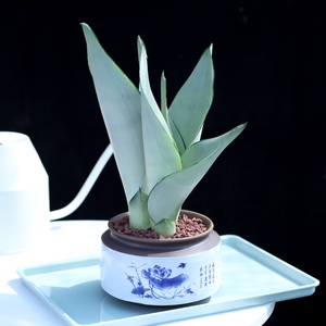 白玉虎皮兰室内绿植盆栽净化空气新手多肉肉植物花四季常青