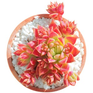 红蔓莲多肉植物奇趣稀有花卉盆栽绿植室内多头容易爆盆的多肉老桩