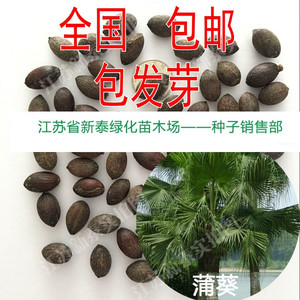 蒲葵种子扇叶葵树孑芭蕉扇树种子 喜树水翁花苗 乌梅种子牧草种籽