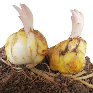 百荷花种球 白合花种球 大球 香水百合种球带花 白合种籽盆栽种子