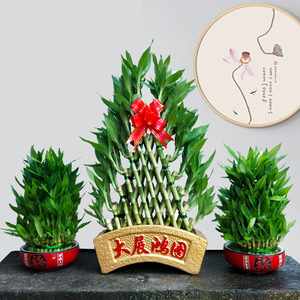 室内水培富贵竹植物盆栽办公室前台水养节节高招财绿植风水摆件