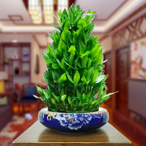 节节高客厅办公室招财富贵竹植物水养带根室内水培绿植竹子摆件