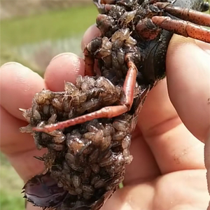 湖北湖南小龙虾养殖种虾抱卵活体虾苗出售租赁培养基地全面技术指