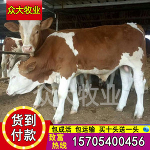 活牛出售小黄牛活苗大型种牛活体西门塔尔牛犊子肉牛利木赞牛养殖