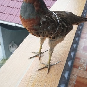 精品竹鸡假媒竹鸡新款竹鸡模型户外用品摆件教学用品竹鸡标本摆件