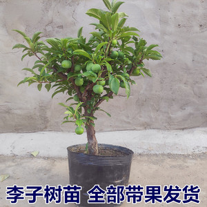 盆栽李子树带果恐龙蛋霸王李南方北方室内盆栽庭院种植果树苖果苗