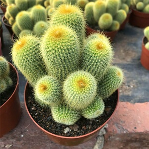 金丝猴多头群生仙人球包邮好养仙人掌植物室内防辐射美观趣味盆栽