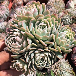 紫罗兰女王群生多肉植物大群老桩全店满38包邮涵涵肉多多