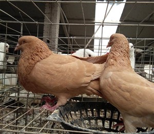 散养土鸽子活体鸽红黄卡奴肉鸽成年观赏鸽幼落地王大型种鸽鸟一对