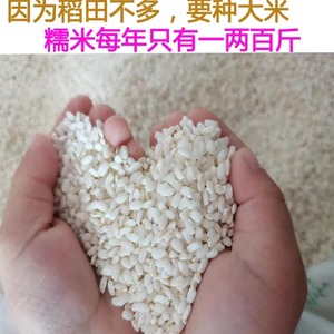 贵州黔东南农家自留种带胚芽谷种2023白糯米圆禾糯香糯新糯米5斤