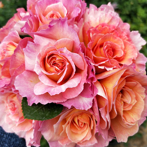 巴黎少女la parisienne 法国灌木月季 直立性好 抗病强