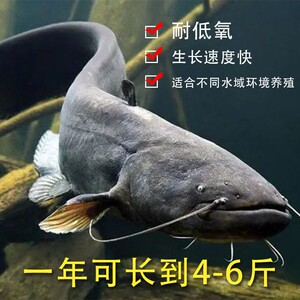 革胡子鲶鱼埃及塘鲺鱼苗塘虱鱼凶猛大型鱼八须鲶鱼包邮淡水大鱼苗
