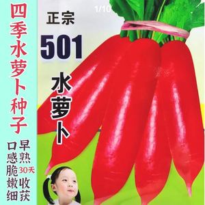 老不糠501水萝卜种子蔬菜种子春秋季种庭院水果红皮水萝卜种子