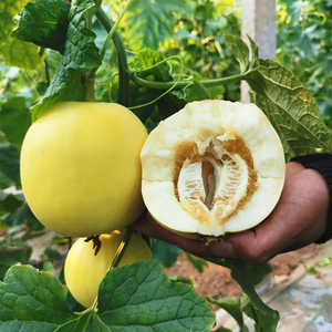 小蜜蜂星甜20新鲜水果包邮时令当季整箱蜜瓜非阎良马连庄甜瓜5斤