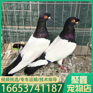 【两头红观赏鸽】两头红观赏鸽品牌,价格 - 阿里巴巴