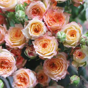 唯花与美 浪漫爱人泡泡多头玫瑰鲜花云南直发全国空运包邮