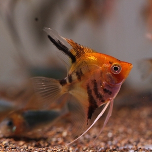 鱼官儿直播间  大红袍燕鱼 神仙鱼