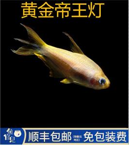 鱼官儿  黄金帝王灯  黑帝王灯  帝王灯  蓝帝王灯   观赏鱼