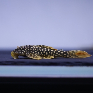 680人付款淘宝[鱼时代]l14黄金达摩异形鱼热带鱼南美草缸造景新手观赏