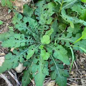 泥胡菜新鲜石灰草野菜猪兜菜现挖剪刀草绒球花苦荬菜苦郎头