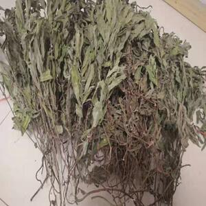 tb9459059543淘宝2斤新鲜野生刺儿菜七七菜戚戚芽青青菜萋菜小蓟刺