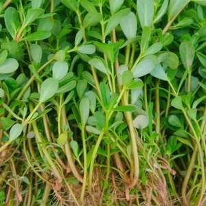 马齿笕 山东纯野生马蜂菜新鲜五行草现挖蚂蚱菜农家长寿菜带箱5斤