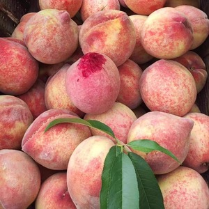 湖北血桃5斤新鲜水果现摘现发红心桃子助农整箱脆甜应季水蜜桃子