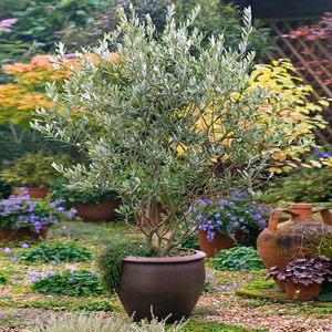 种花王大爷 油橄榄棒棒糖盆栽北欧ins风绿植室内客厅树苗网红植物