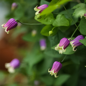 种花王大爷 铁线莲胭脂扣铃铛铁盆栽花卉阳台庭院室外植物花园