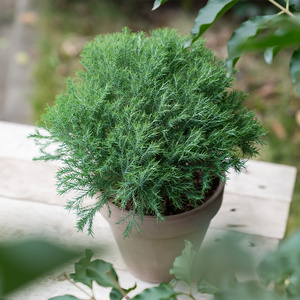 种花王大爷 皮球柏常绿多年生植物室外阳台耐寒耐热观叶绿植盆栽