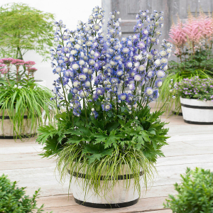 种花王大爷 重瓣大花飞燕草宿根花卉耐寒庭院阳台多年生春季开花