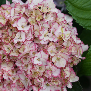 种花王大爷 鸡尾酒绣球花苗盆栽花卉八仙花耐寒室外阳台庭院