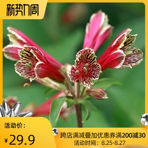 种花王大爷 鹦鹉六出花种球花卉豹纹花瓣阳台庭院多年生好养植物