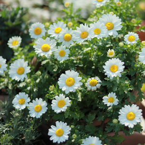 种花王大爷 白晶菊盆栽小白菊花卉春季阳台庭院植物花苗好养包邮