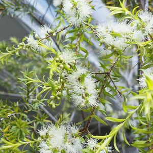 种花王大爷 黄金香柳棒棒糖盆栽花卉阳台庭院多年生常绿植物
