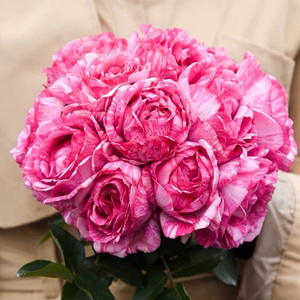 种花王大爷月季花苗伊芙飞溅盆栽玫瑰花蔷薇爬藤阳台庭院四季花卉