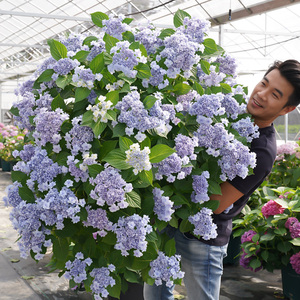 种花王大爷 绣球花苗无尽夏万华镜魔幻海洋阳台庭院花卉耐寒植物