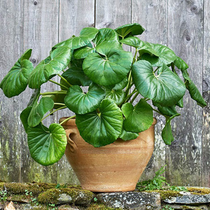 种花王大爷大吴风草多年生盆栽庭院室外耐寒绿植四季常绿观叶植物