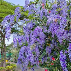 种花王大爷新品大花蓝花藤许愿藤女王藤四季开花耐热丰花藤本盆栽