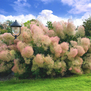 种花王大爷 烟树盆栽网红新奇植物室内室外庭院绿植花卉观花耐寒