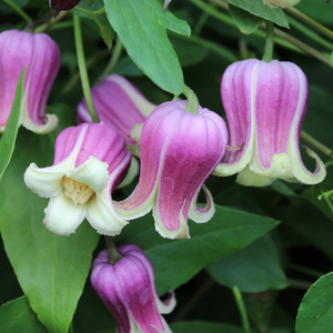 种花王大爷 铁线莲巴克兰盆栽花卉耐寒植物阳台庭院花苗好养花苗
