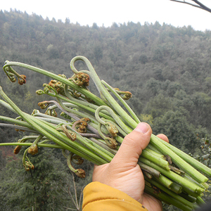 现采湖南株洲蕨菜 新鲜撅菜苔生鲜蔬菜野菜山阙菜厥菜5斤包邮